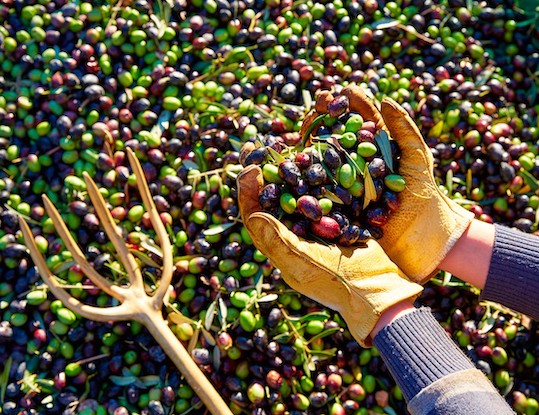 El Ayuntamiento de Vícar incita a recoger los 5.000 kg de aceitunas ‘públicas’